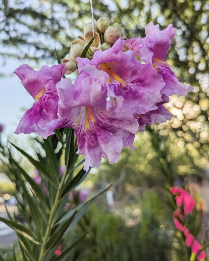 Discover Tucson Cactus And Koi Desert Plants And Tranquil Ponds In Oro Valley Az